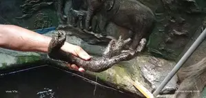 Fish Tank Drift Wood