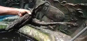Fish Tank Drift Wood