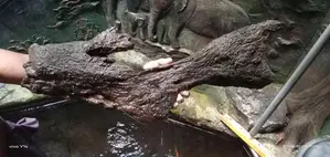 Fish Tank Drift Wood