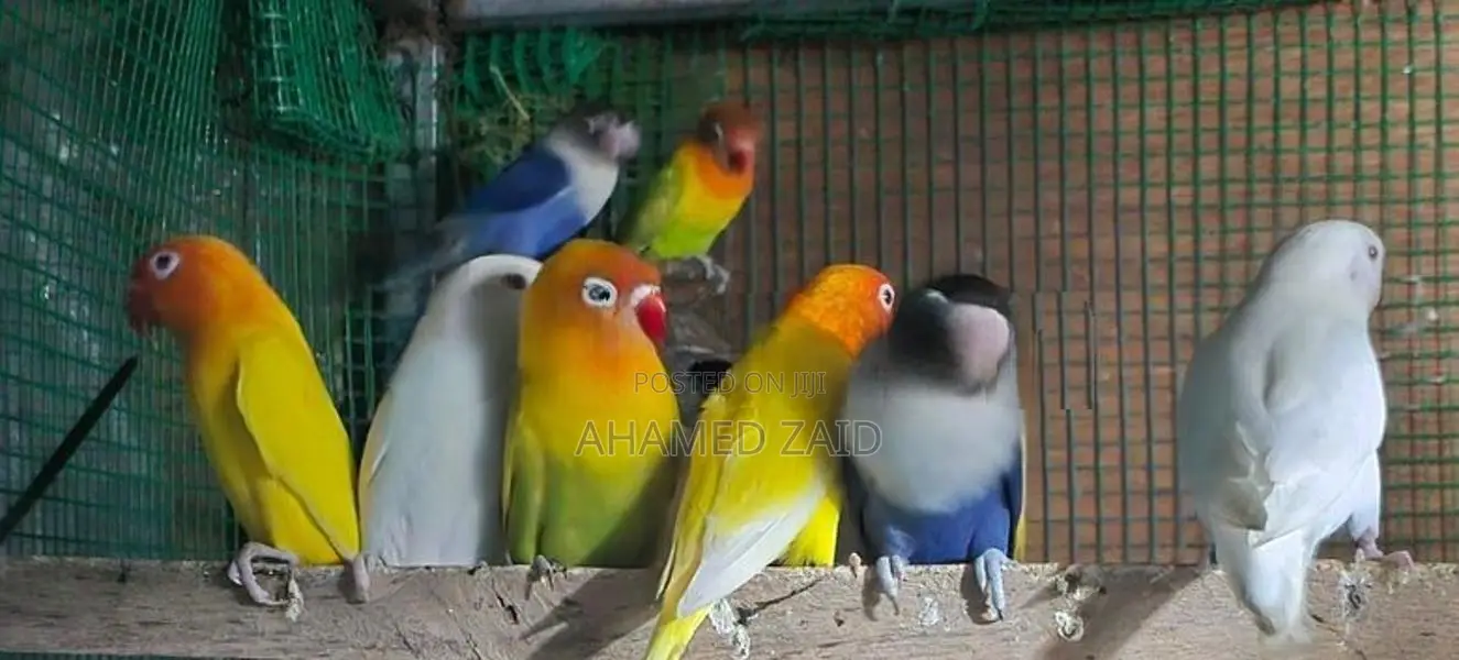 African Love Birds