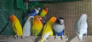 African Love Birds