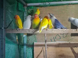 African Love Birds