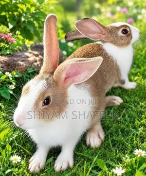 Rabbit Kingdom