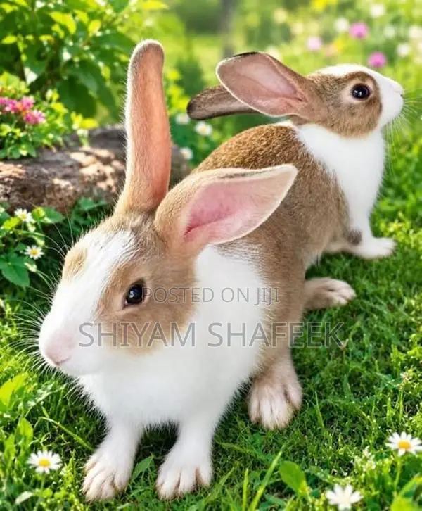 Rabbit Kingdom