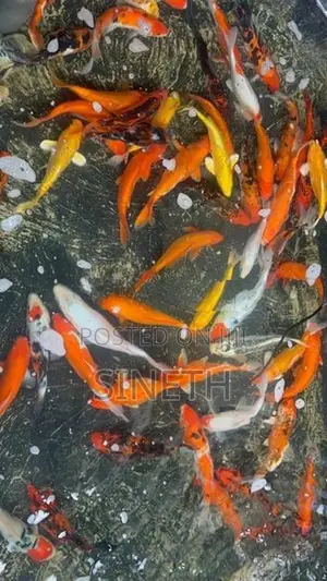 KOI Carp Fish