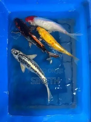 KOI Carp Fish