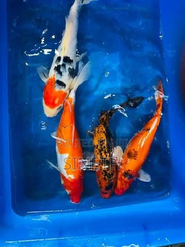 KOI Carp Fish