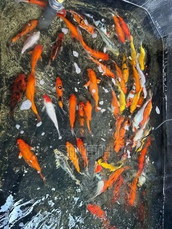 KOI Carp Fish