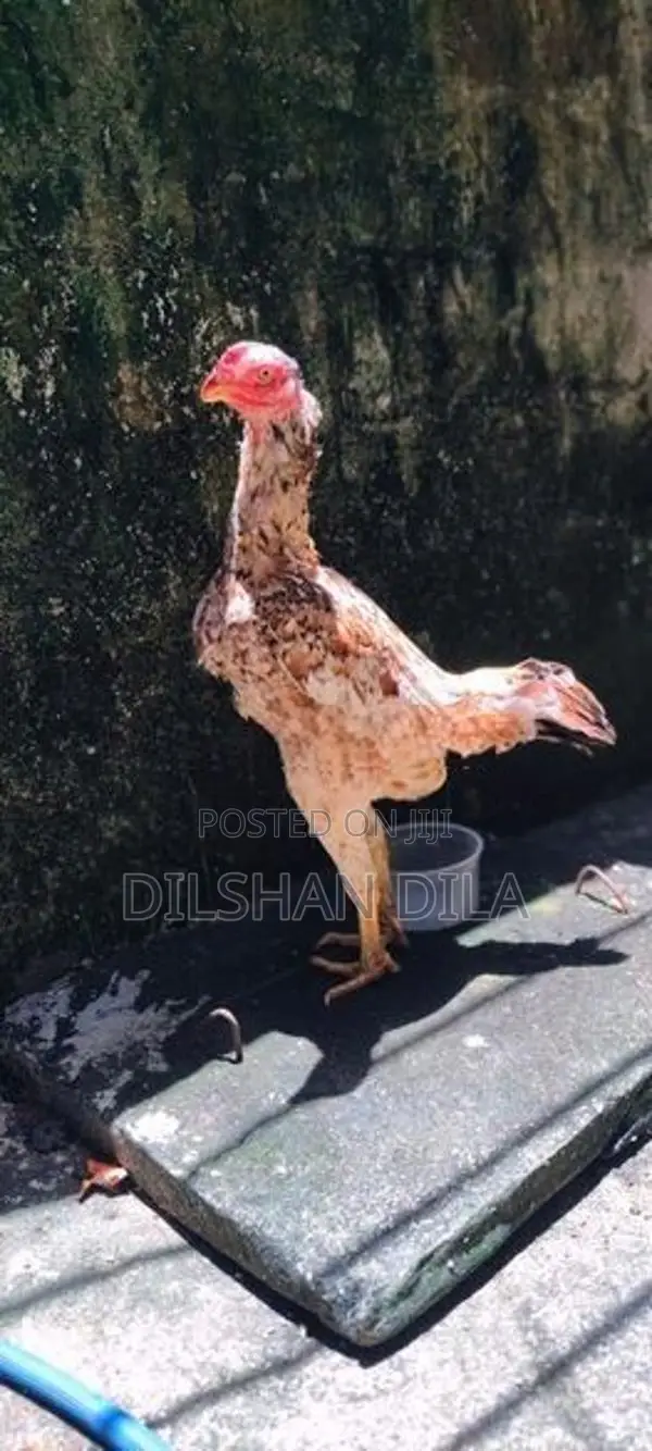 Rooster