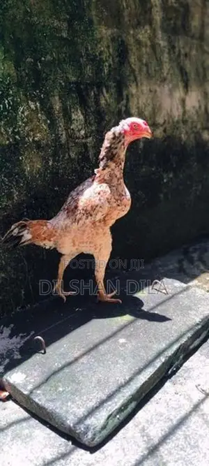Rooster