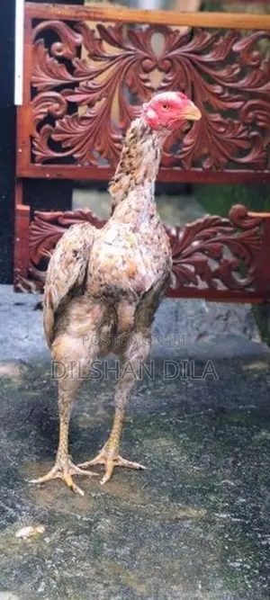 Rooster
