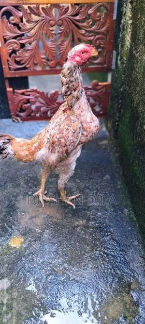 Rooster