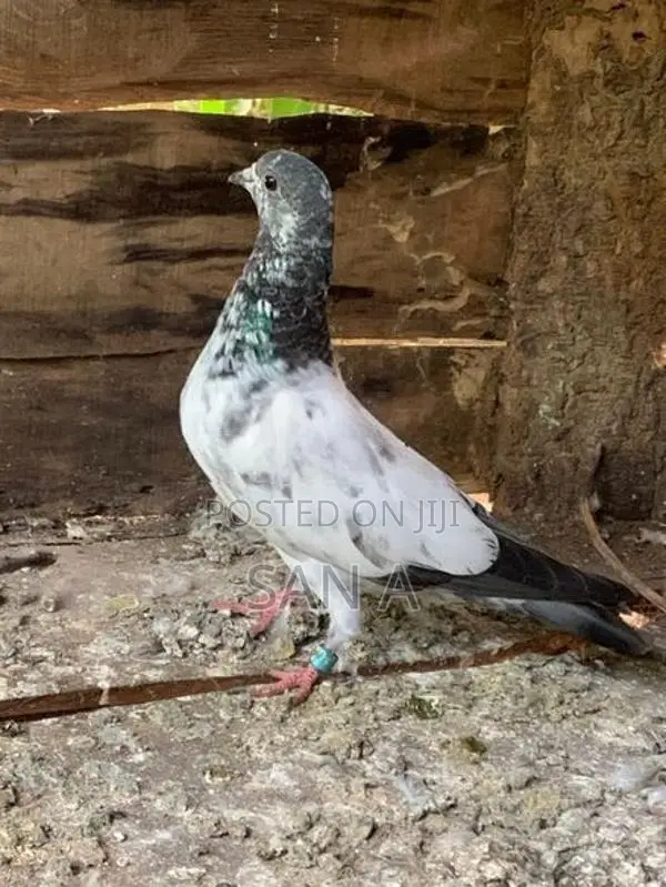 Teddy Pigeon