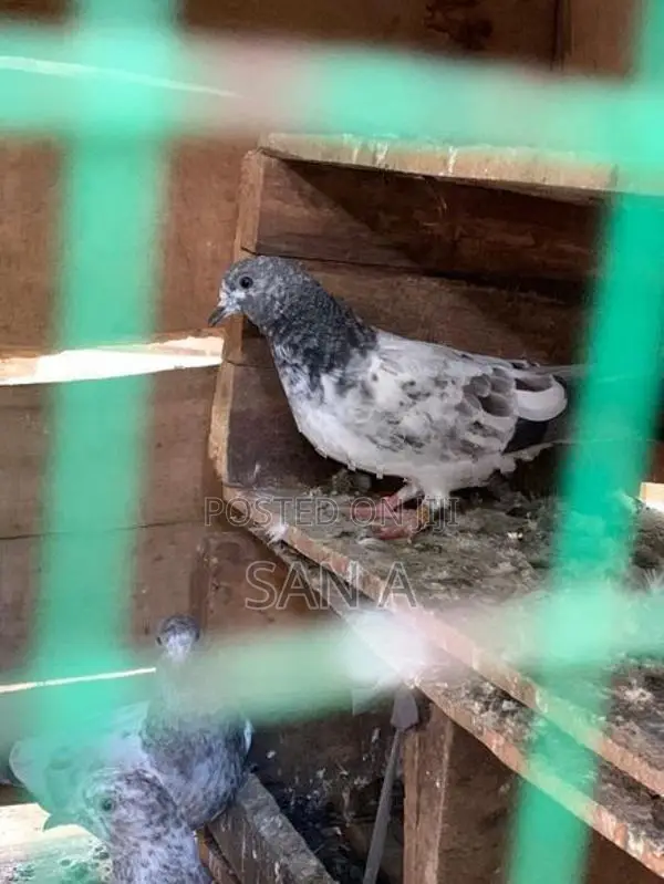 Teddy Pigeon
