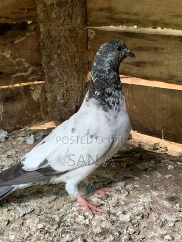 Teddy Pigeon