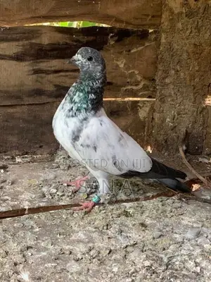 Teddy Pigeon