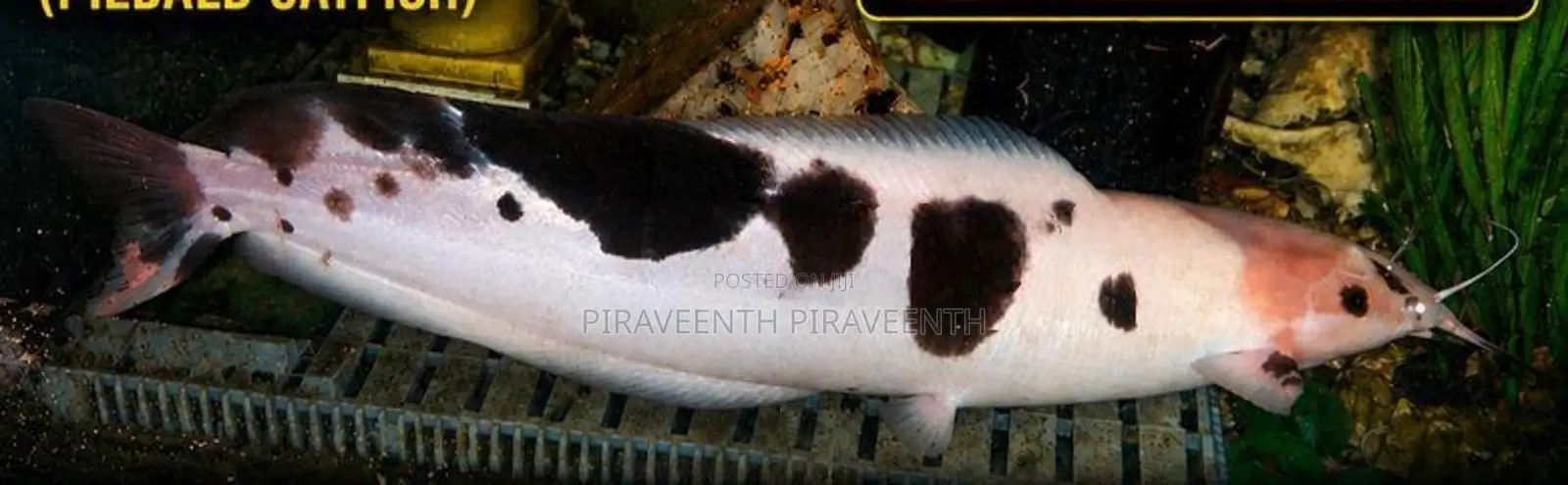 Spotted Albino Catfish