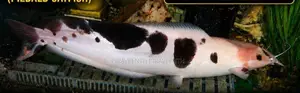 Spotted Albino Catfish