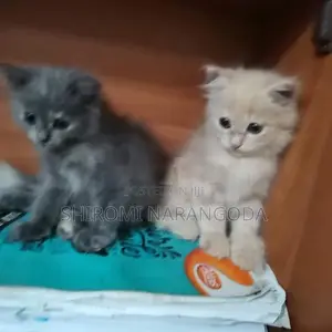 Britishlong Hair Persian Kittens