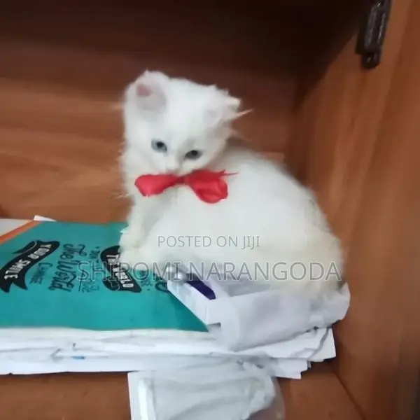 Britishlong Hair Persian Kittens
