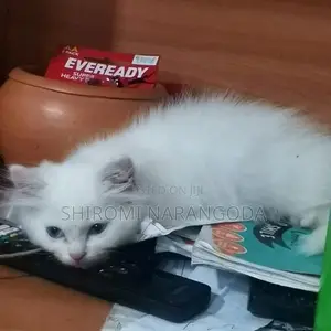 Britishlong Hair Persian Kittens