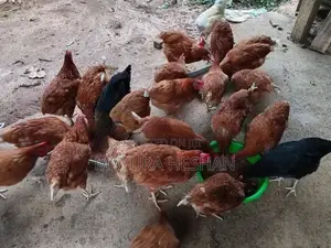 RMI කිකිළියන්