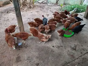 RMI කිකිළියන්