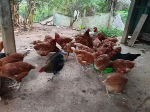 RMI කිකිළියන්