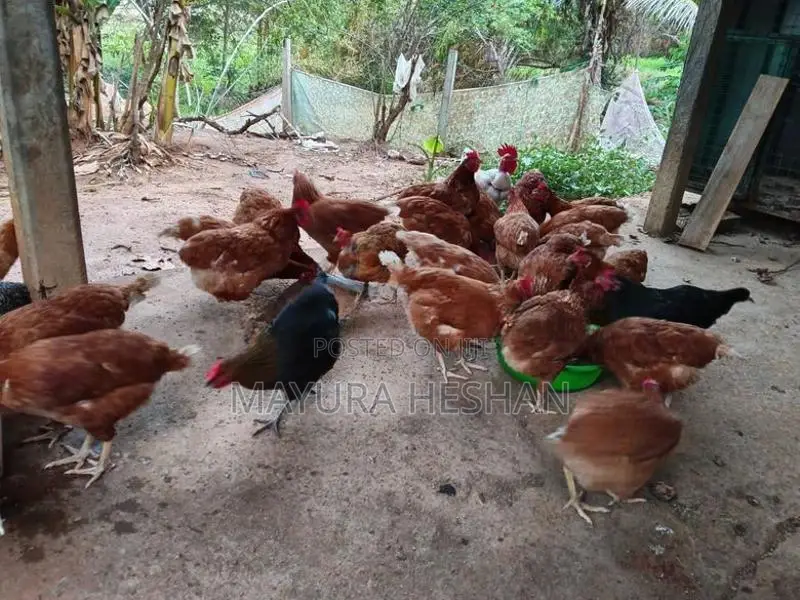 RMI කිකිළියන්