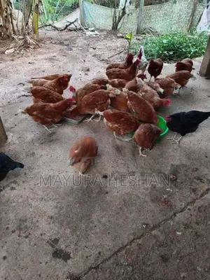 RMI කිකිළියන්
