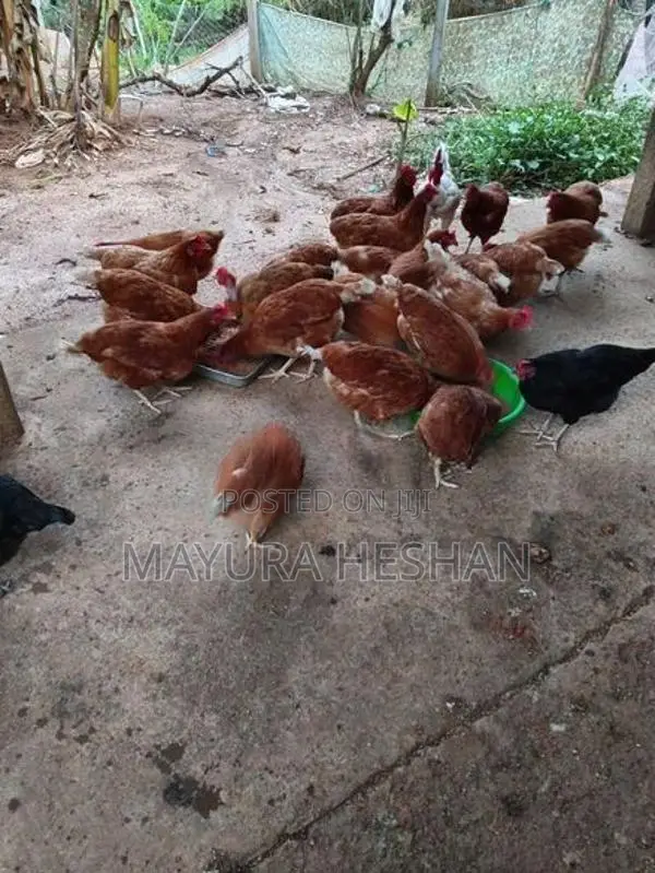RMI කිකිළියන්