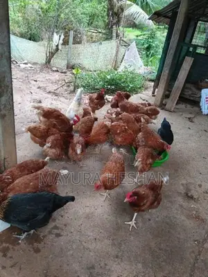 RMI කිකිළියන්