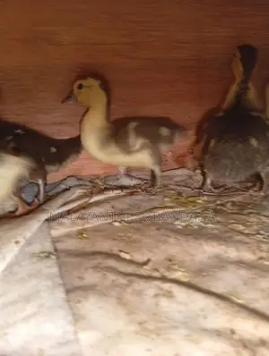Moscovy Duck