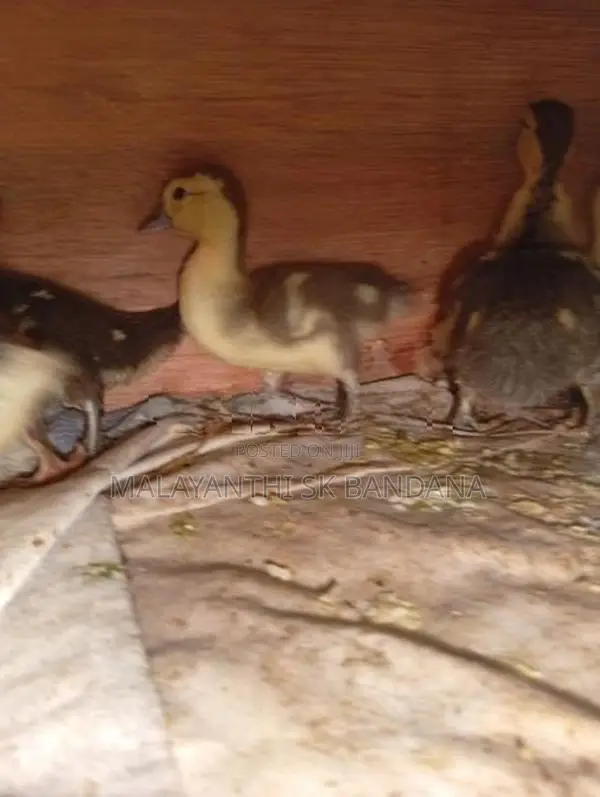 Moscovy Duck