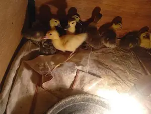 Moscovy Duck