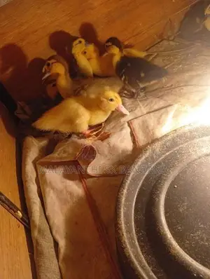 Moscovy Duck