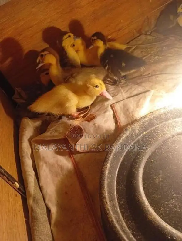 Moscovy Duck