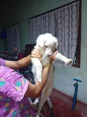 Pomegrien Dog