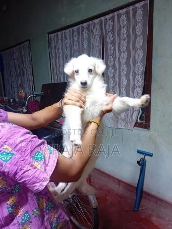 Pomegrien Dog