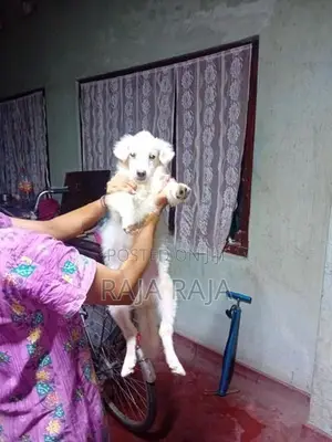 Pomegrien Dog