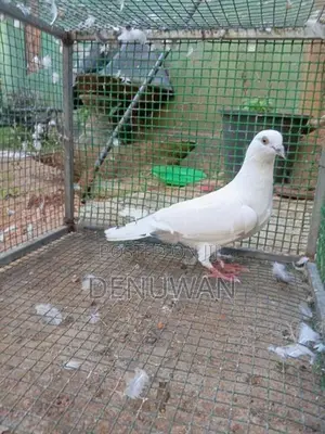 Pigeon
