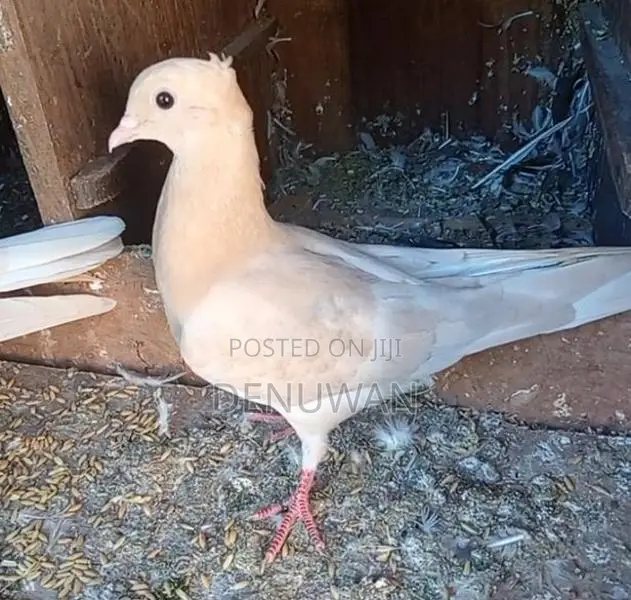 Pigeon