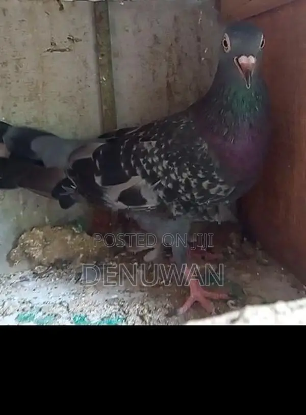 Pigeon