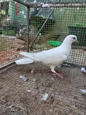 Pigeon