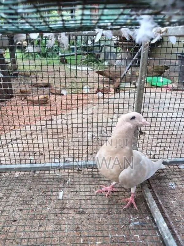 Pigeon
