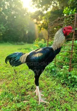 வெள்ளடியன் மயில் சேவல்