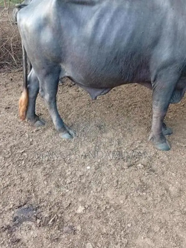 මූරා වර්ගයේ පට්ටි වස්සා