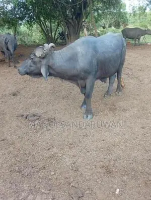 මූරා වර්ගයේ පට්ටි වස්සා
