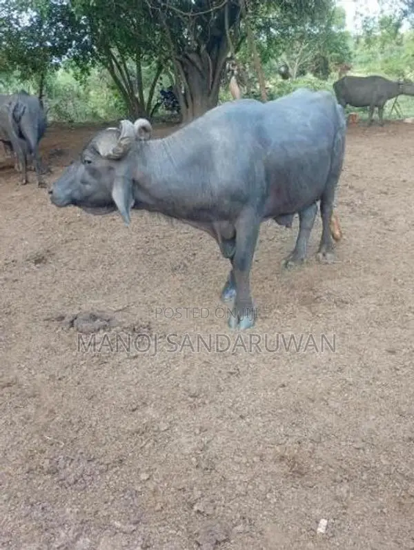 මූරා වර්ගයේ පට්ටි වස්සා