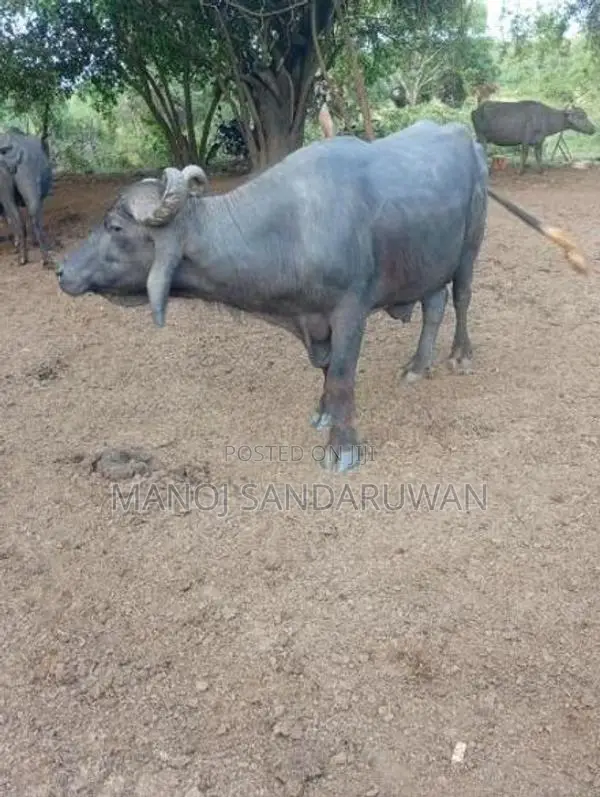 මූරා වර්ගයේ පට්ටි වස්සා